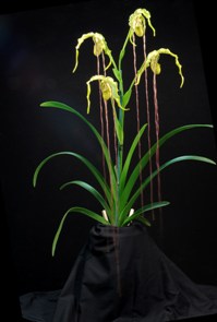 Phragmipedium caudatum Wizard of Oz AM/AOS 83 pts. plant